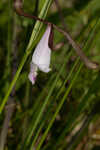 Rosebud orchid